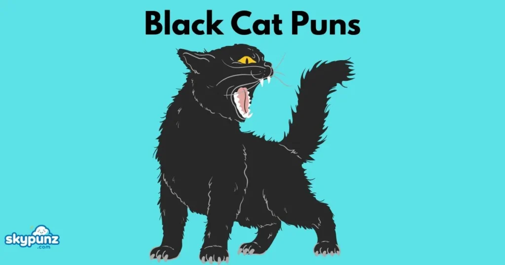 Black Cat Puns