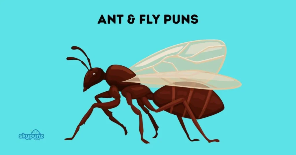 Ant And Fly Puns